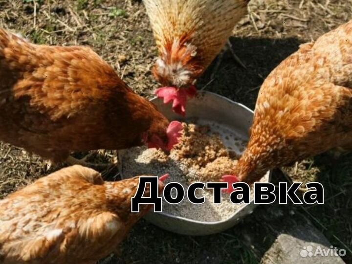 Зерно, овес, ячмень, пшеница