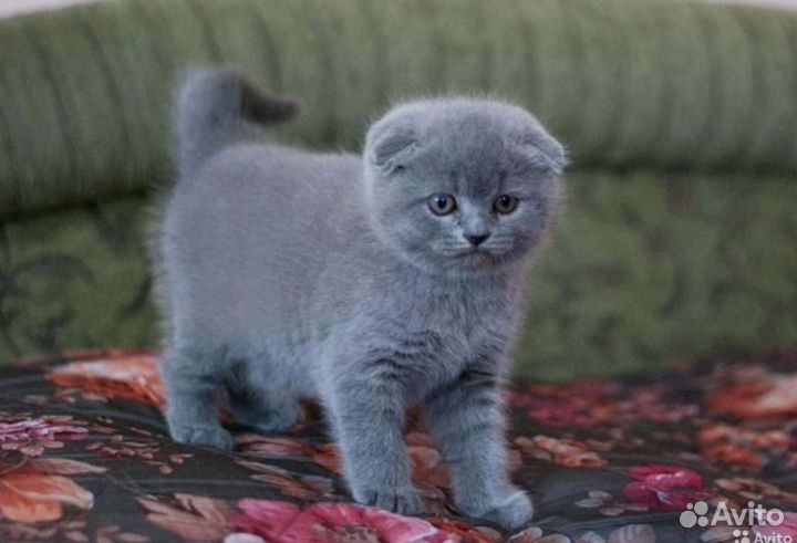 Шотландские котята