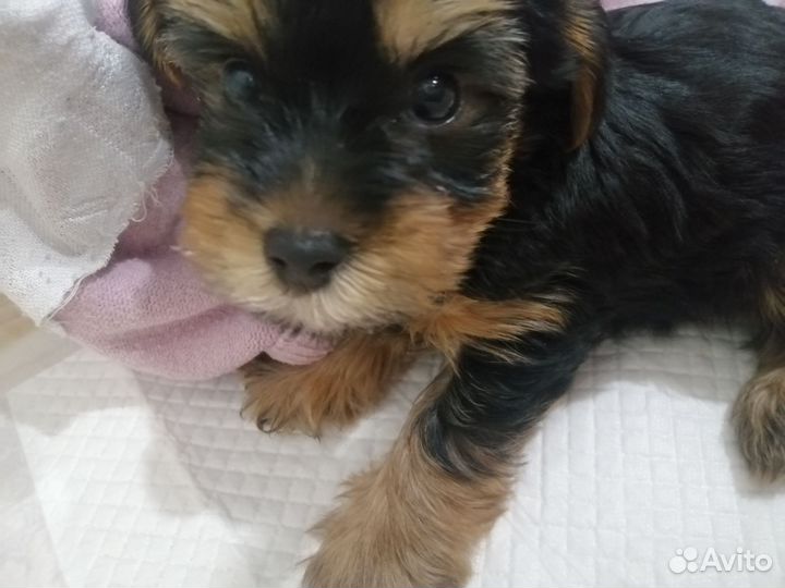 Йоркширский терьер