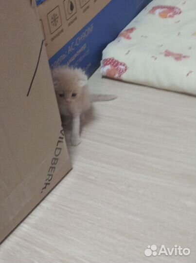 Котята