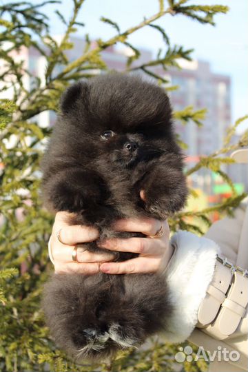 Померанский шпиц