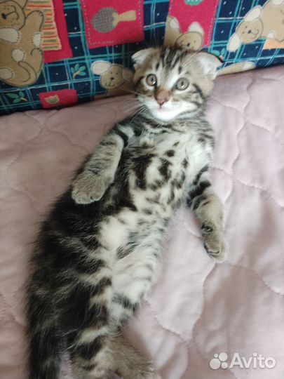 Котята мейн-кун