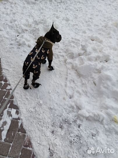 Французский бульдог