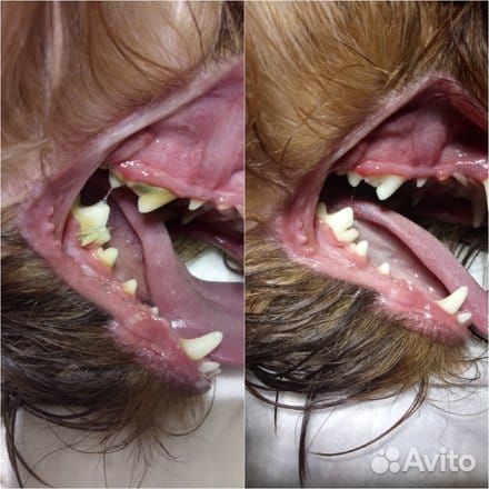 Ультразвуковая чистка зубов собаке, кошке