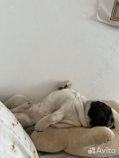 Догситтер, передержка для собак и кошек