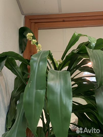 Драцена душистая