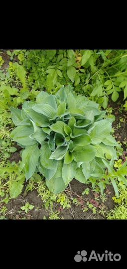 Ромашка, примула, фалярис,хоста