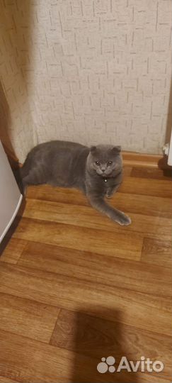 Вислоухий котенок