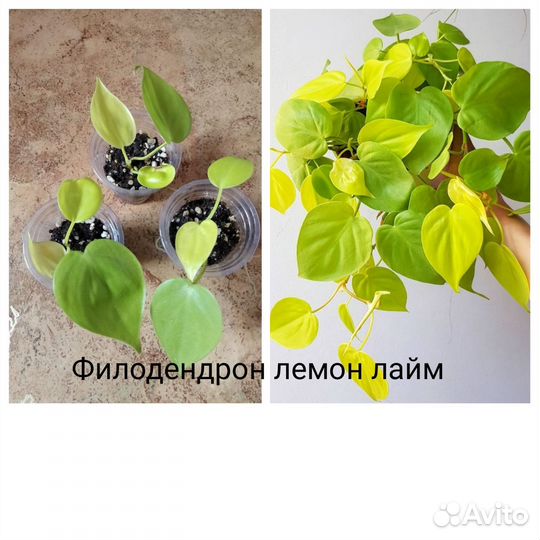 Комнатные цветы