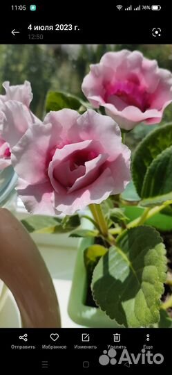 Глоксиния цветущая