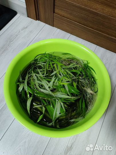 Для аквариума