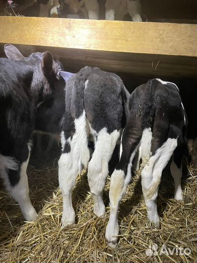 Телята бычки на откорм