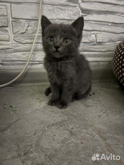 Котенок девочка в добрые руки