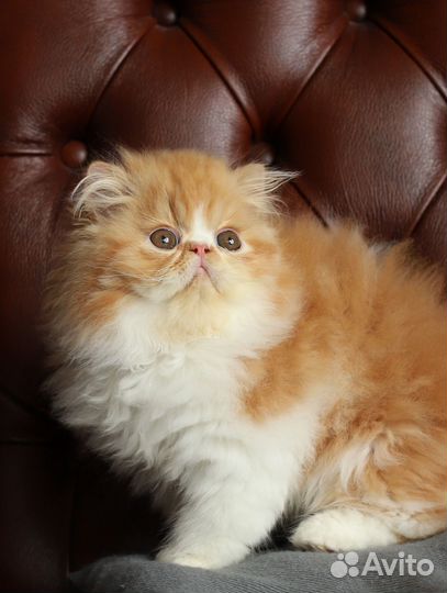 Персидские котята