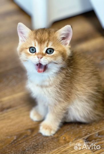 Британская золотая шиншилла