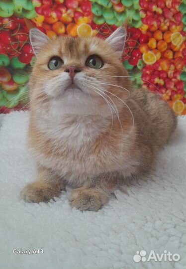 Шотландские