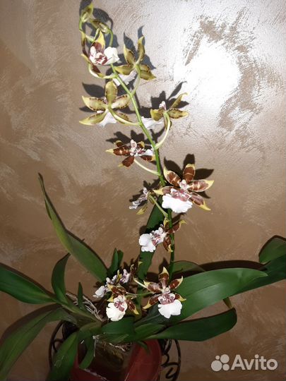 Орхидеи: дендробиум, камбрия, цимбидиум, лудизия