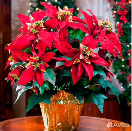 Пуансеттия или Рождественская звезда