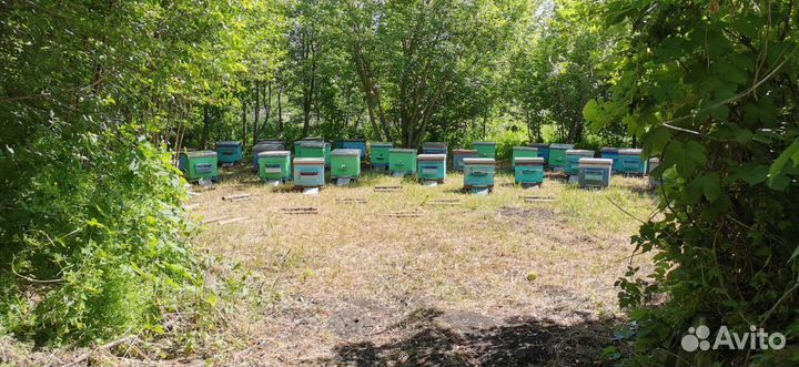 Кориандровый мед