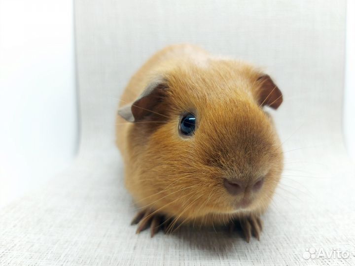 Морская свинка калифорния