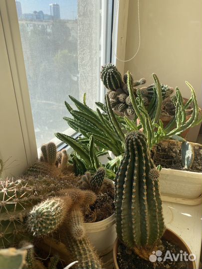 Кактусы редкие