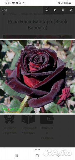 Кустовые розы