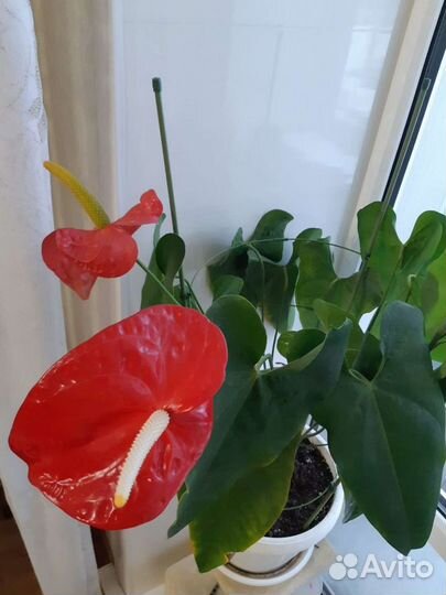 Комнатные цветы антуриум