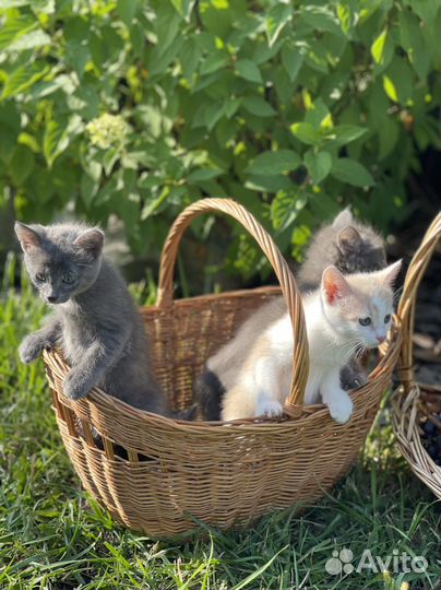 Котята Турецкая ангора