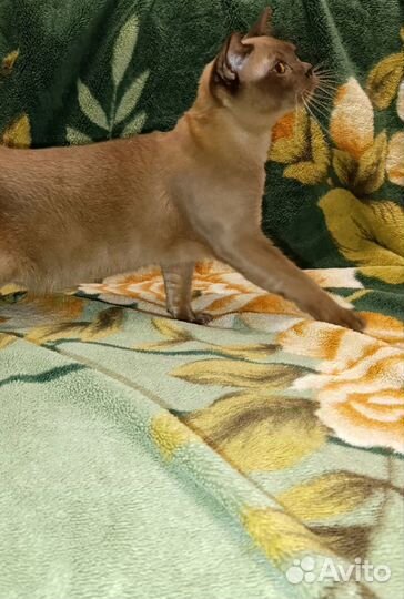 Подросток бурма