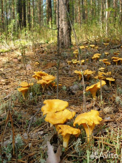 Грибы лисички