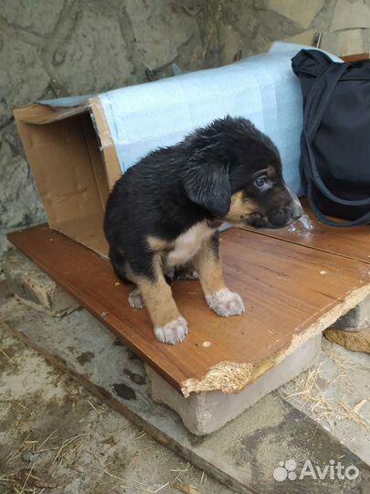 Щенок в добрые руки