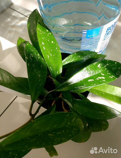 Хойя взрослая