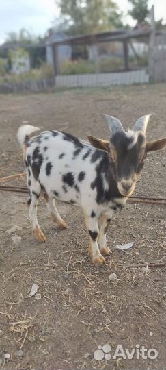 Камерунский козлик