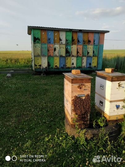 Продам пчелопакеты на высадку