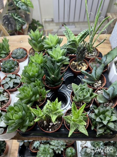 Суккуленты