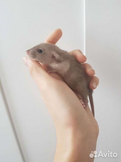 Крысята дамбо шоколадный сиам