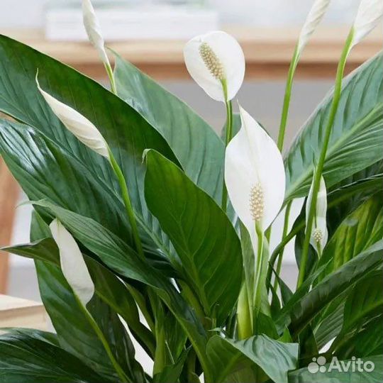 Спатифиллум отростки