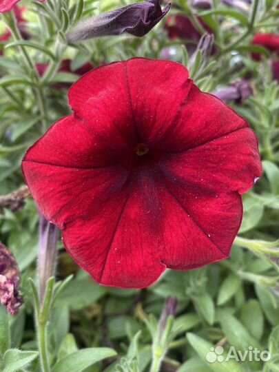 Семена петунии Easy wave уп 5шт изи вейв