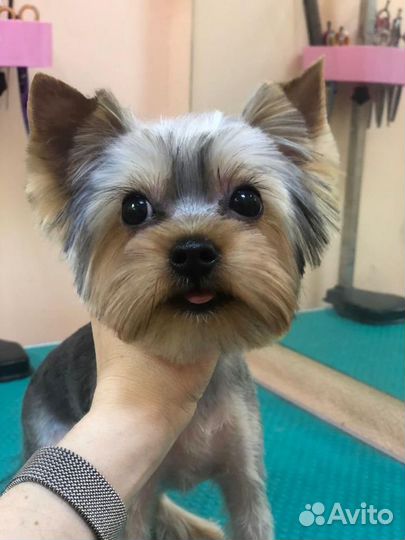 Стрижка собак и кошек рядом с ТЦ Южный Полюс