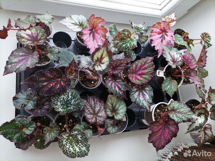 Комнатные растения цветы