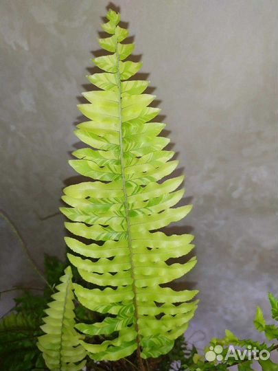 Папоротник нефролепис вариегатный Tiger