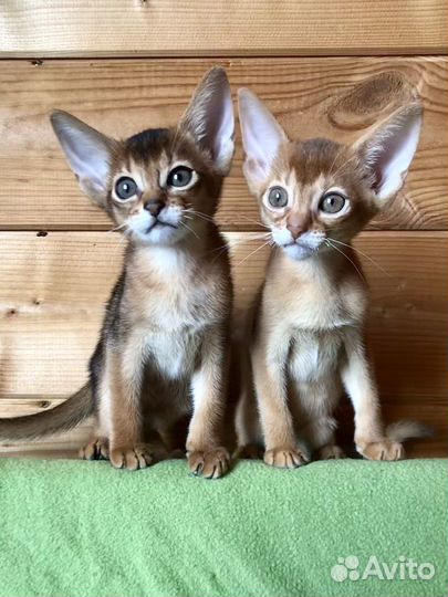 Абиссинские котята