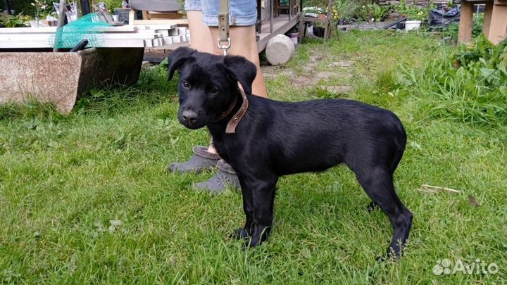 Щенки в добрые руки