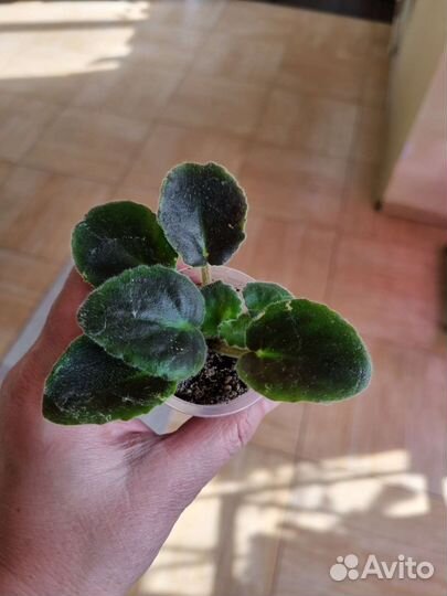 Детки сортовых фиалок