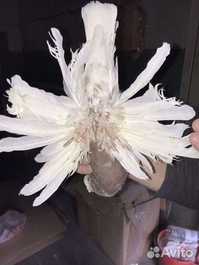 Узбеки, капканы, жуки