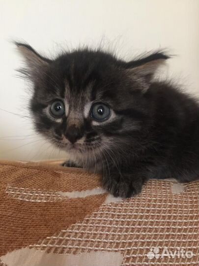 Котики в добрые руки
