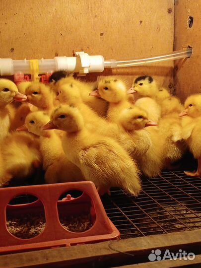 Утята муларды и др