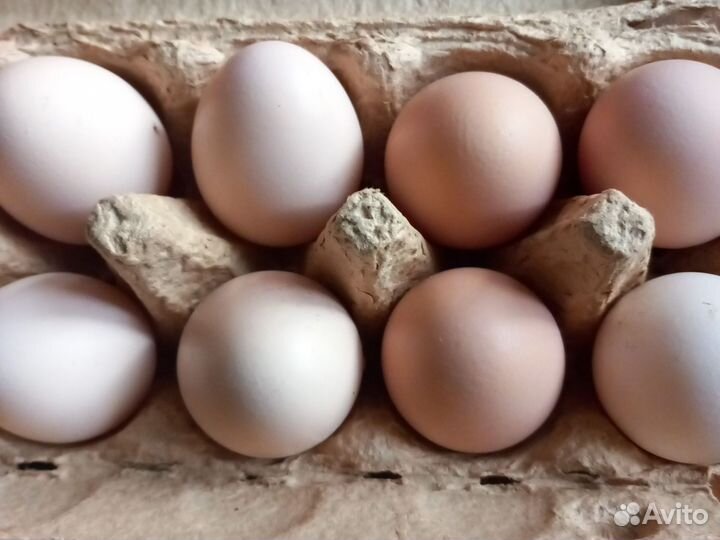 Домашние куриные яйца