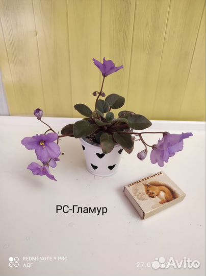 Фиалки набор