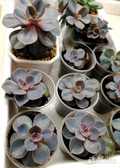 Суккуленты,эхеверии (эчеверии), хавортии